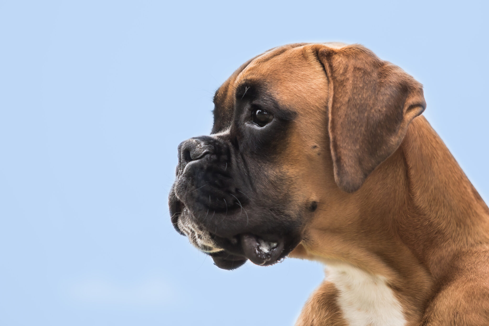 van Wordanis Boxers – boxer fokker van Wordanis fokt boxer pups deze ...