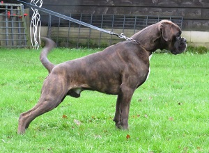 Sat'elit van Helsing zoon ter dekking geen witte pups