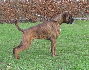 Marlowe duitse import dekreu boxer